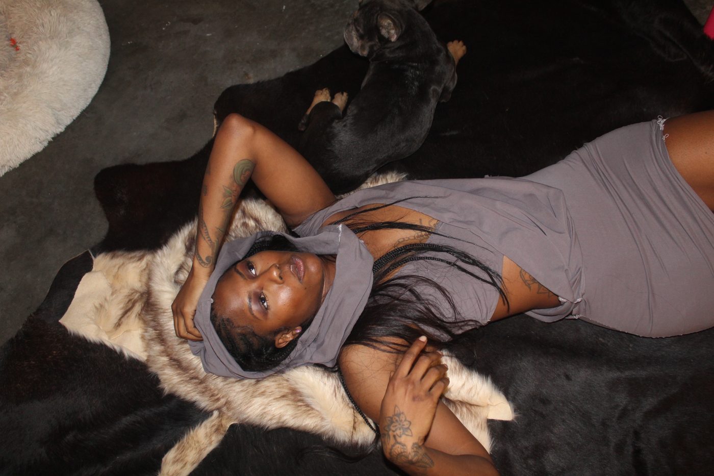 Studio still with French Bulldog